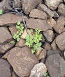 Geranium robertianum