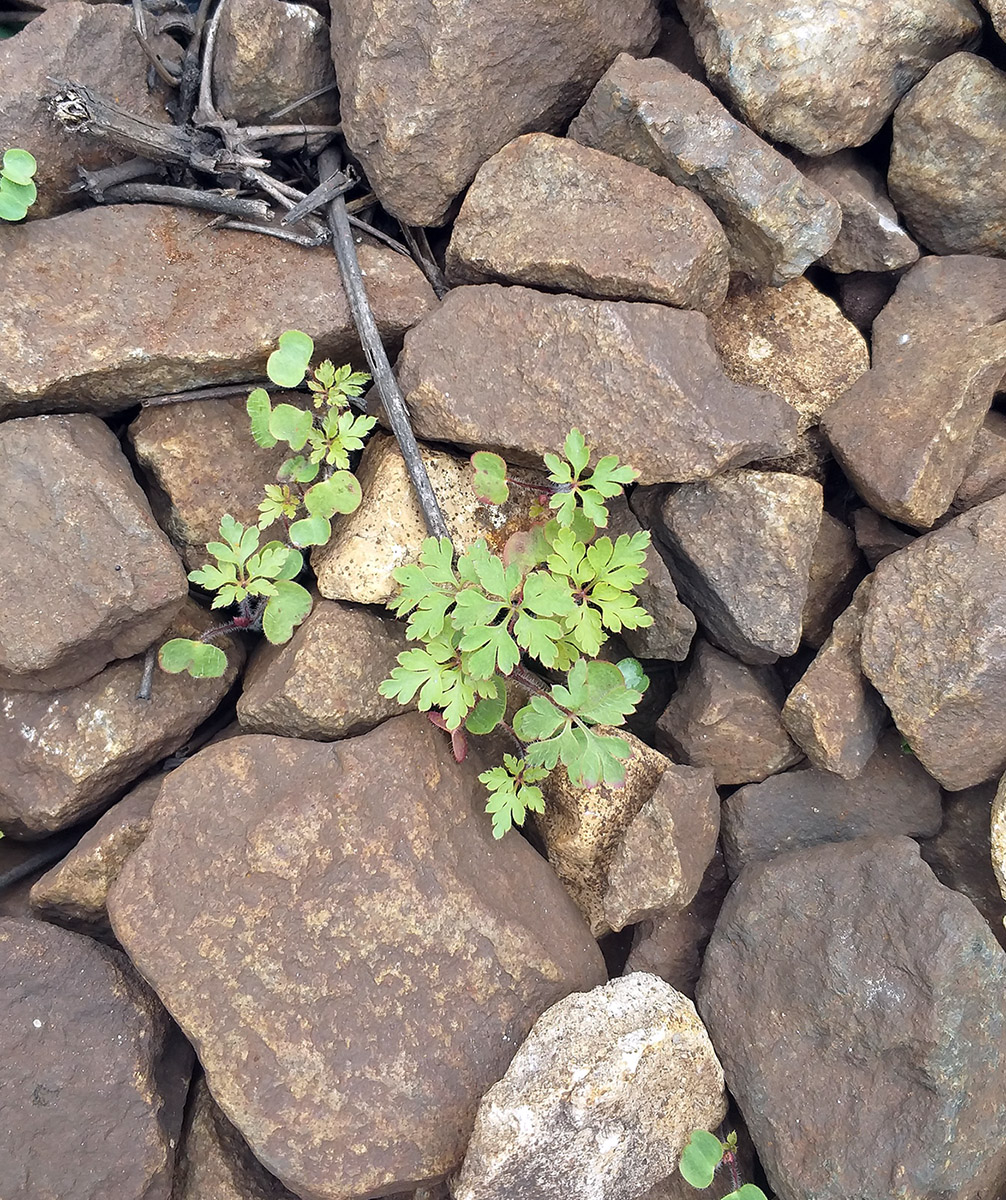 Image of Geranium robertianum specimen.