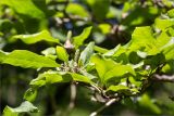 Magnolia × soulangeana. Верхушка веточки с незрелым плодом. Абхазия, г. Сухум, Сухумский ботанический сад. 14.05.2021.
