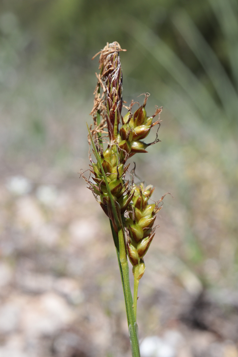 Изображение особи Carex liparocarpos.