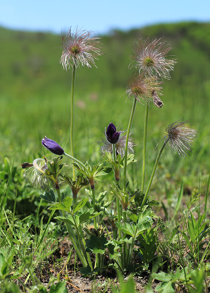 Изображение особи Pulsatilla chinensis.