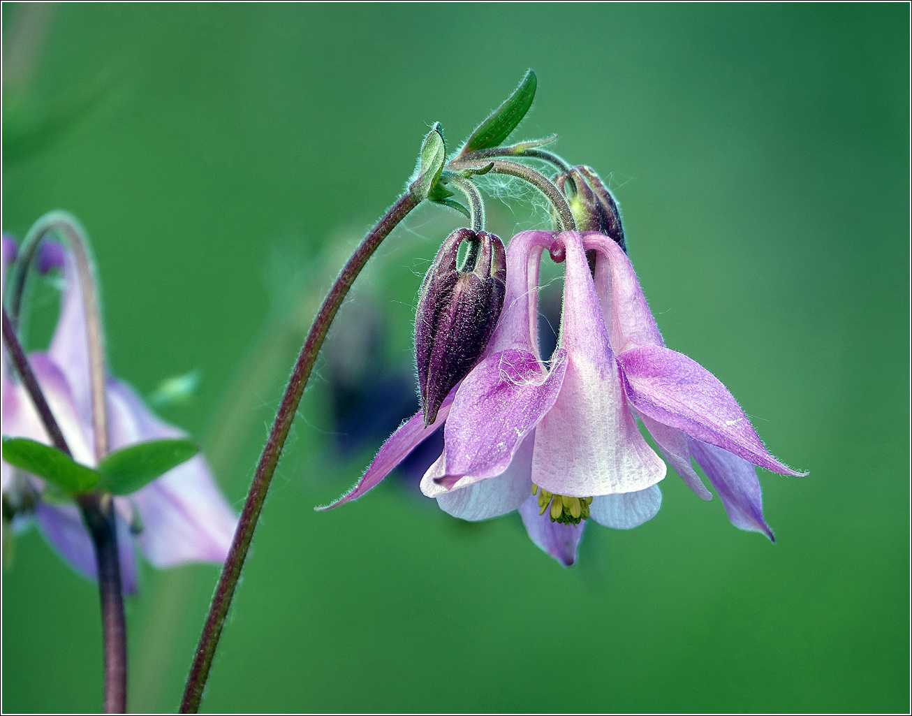 Изображение особи Aquilegia vulgaris.