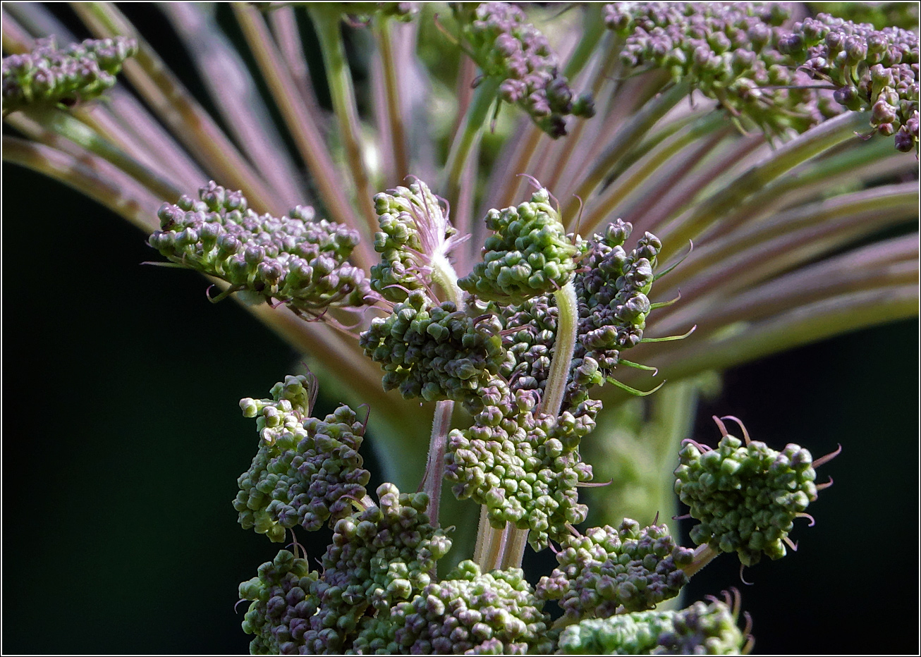 Image of Angelica sylvestris specimen.