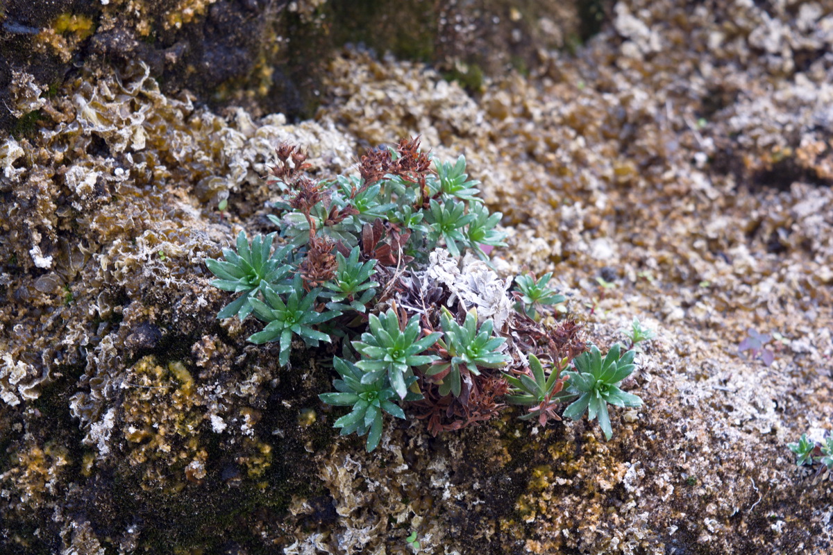 Изображение особи род Saxifraga.