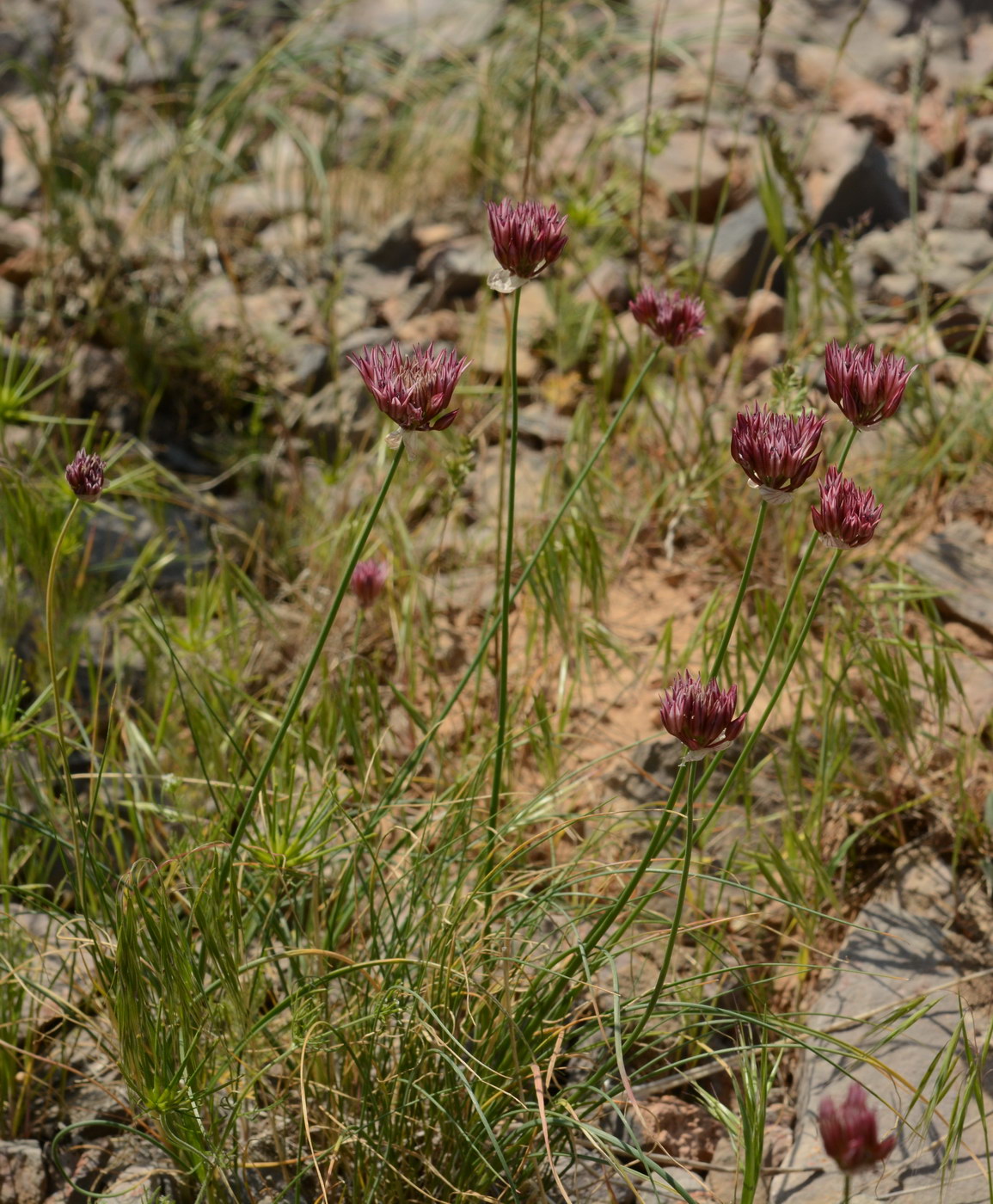 Image of Allium inconspicuum specimen.