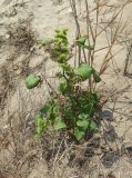 Xanthium albinum. Плодоносящее растение. Болгария, Бургасская обл., г. Несебр, Южный пляж. 14.09.2021.