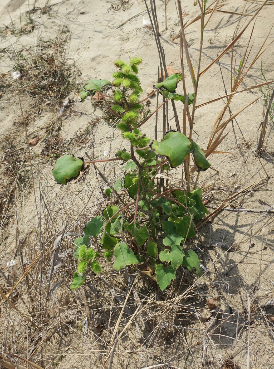 Image of Xanthium orientale specimen.