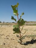 Populus italica