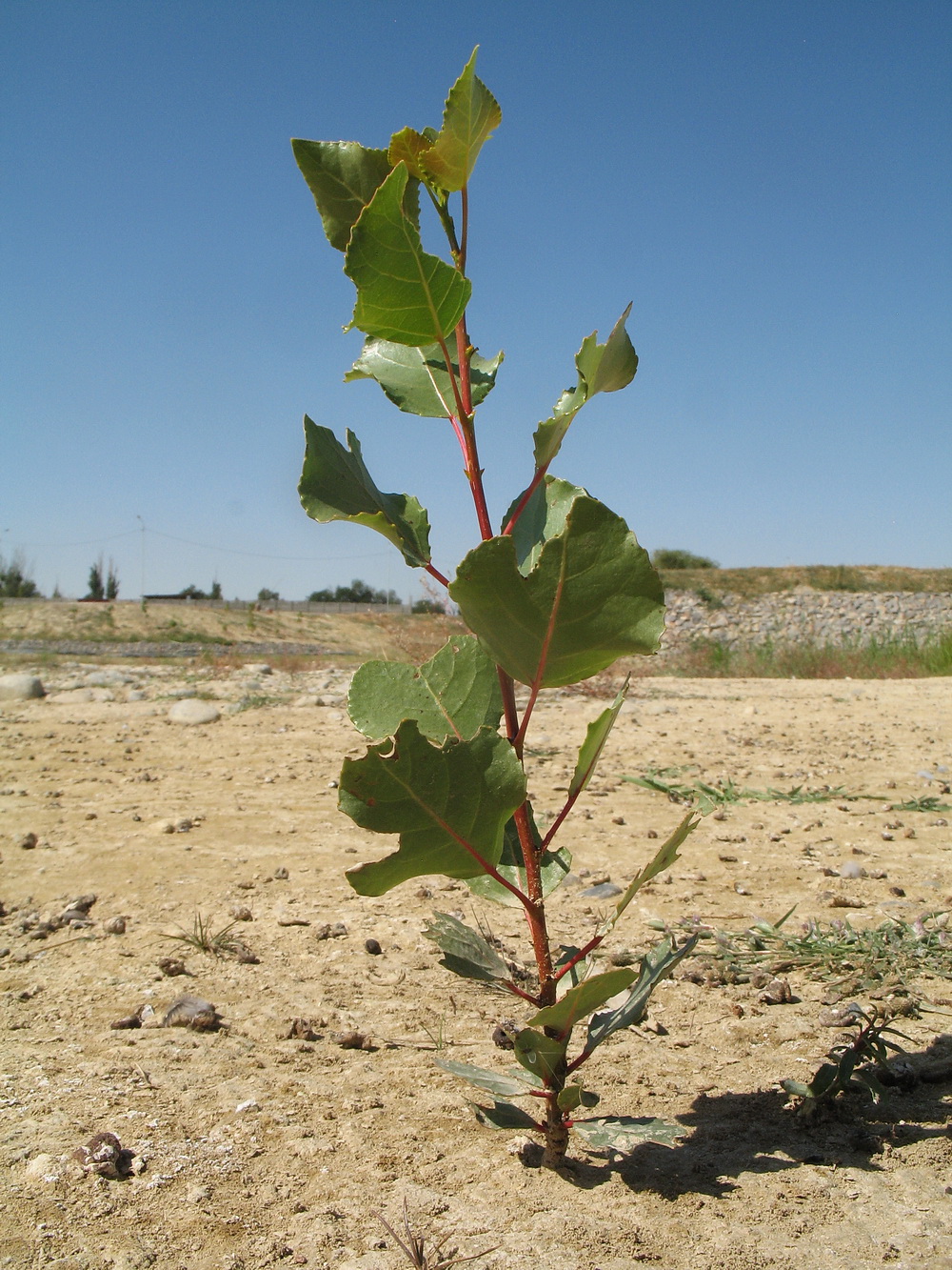 Image of Populus italica specimen.