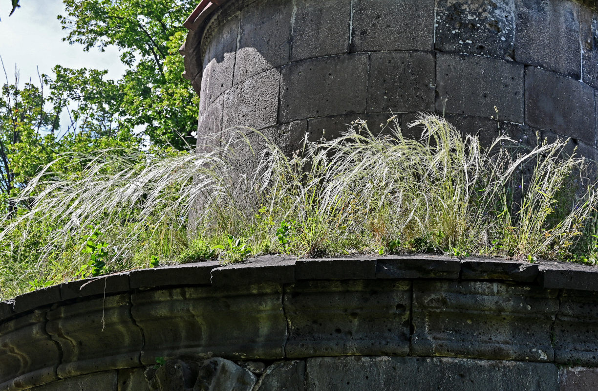 Изображение особи род Stipa.