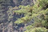 genus Pinus