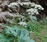 Heracleum dissectum. Верхушка цветущего растения. Алтай, Курайский хребет, долина р. Чибит, Красные ворота. 26.07.2010.