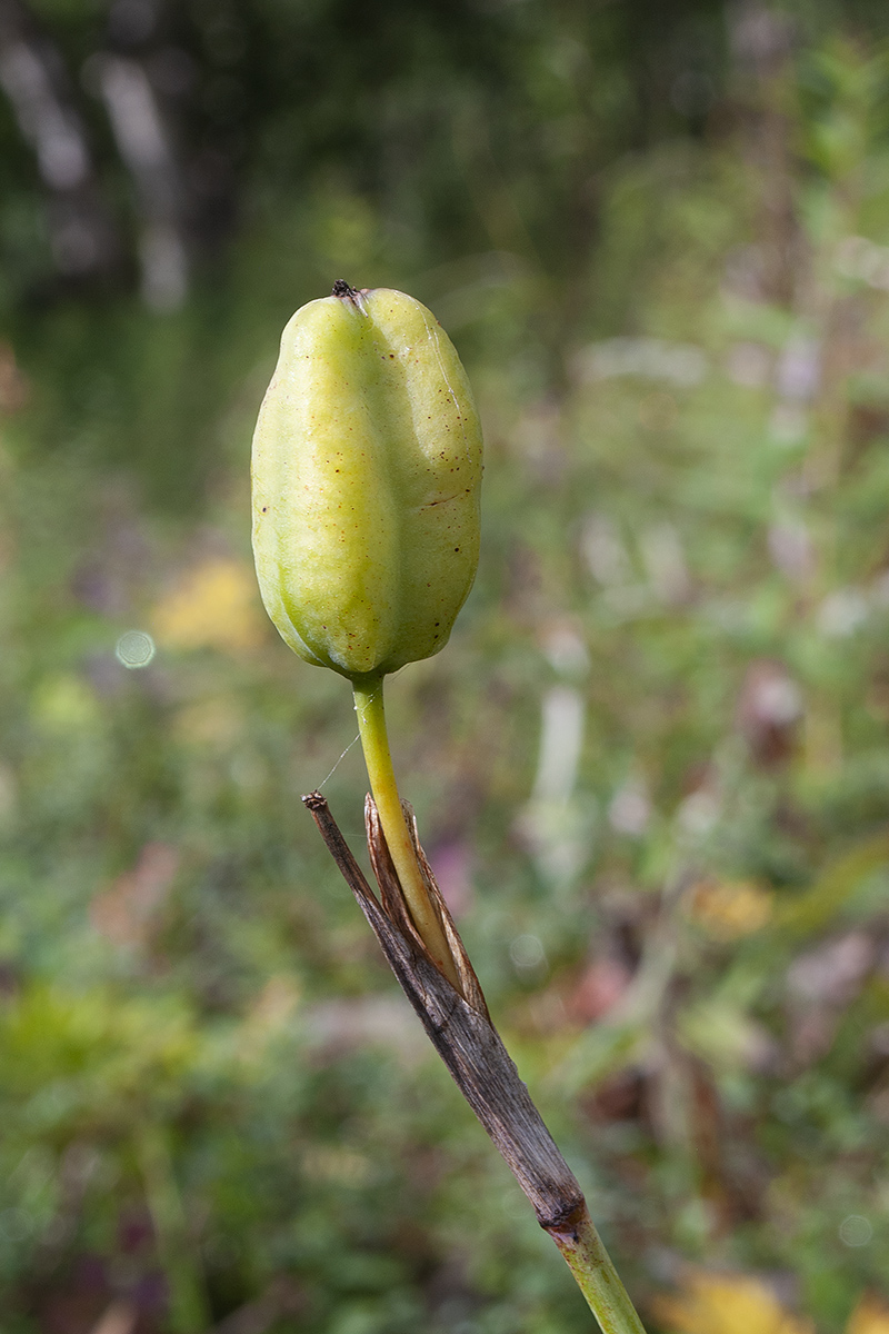 Image of Iris setosa specimen.