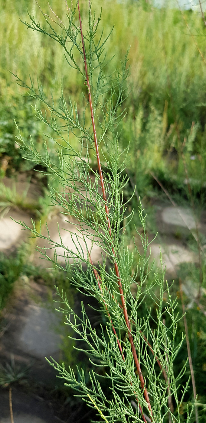 Image of Tamarix ramosissima specimen.