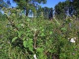 Arctium minus