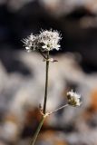 Gypsophila cephalotes. Верхушка цветущего растения. Южный Казахстан, Таласский Алатау, ущелье Коксай. Высота 2600 м н.у.м. 20.07.2010.