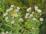 Erigeron podolicus