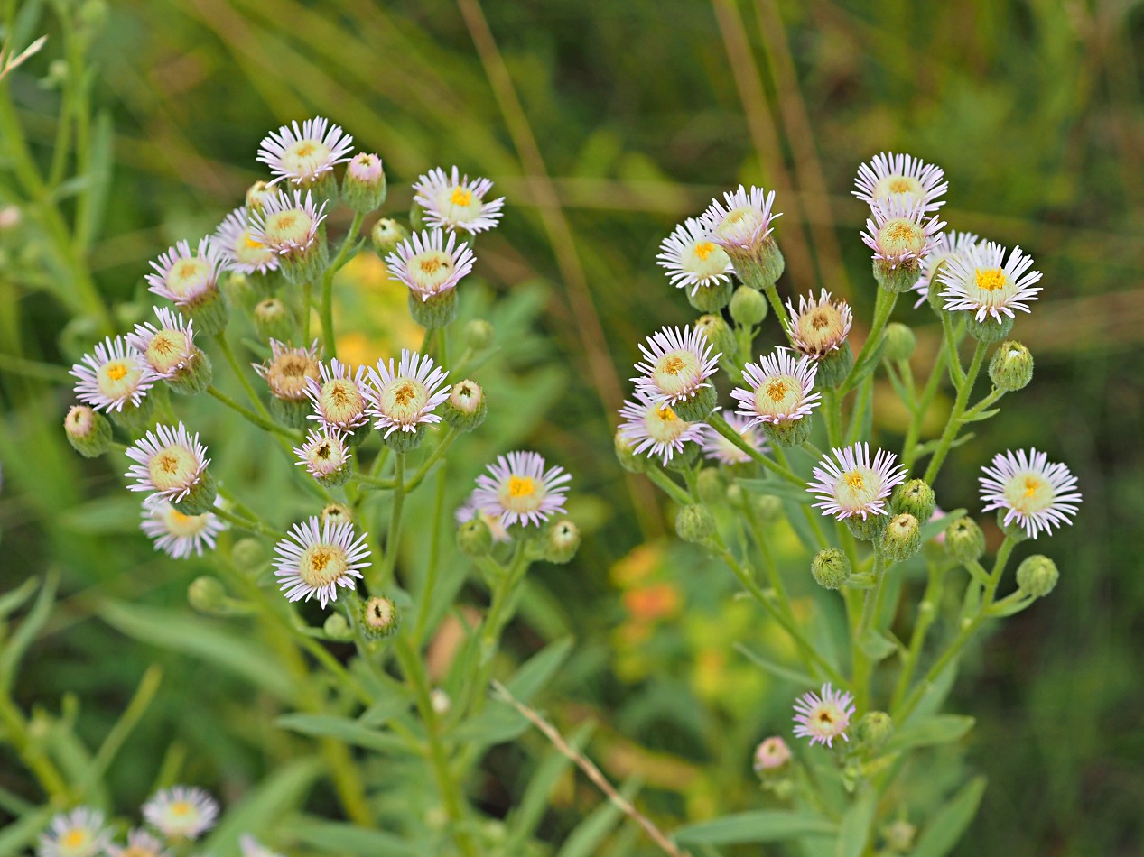 Image of Erigeron podolicus specimen.