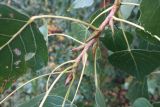 Populus × canadensis. Верхушка побега. Тверь, р-н Затверечье, Затверецкая наб., в озелениии. 02.10.2022.