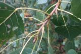 Populus &times; canadensis