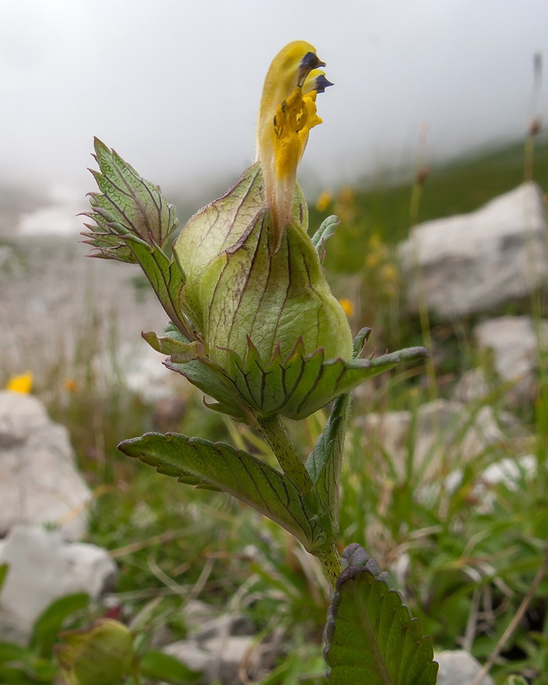 Изображение особи Rhinanthus minor.