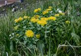 Rhodiola rosea