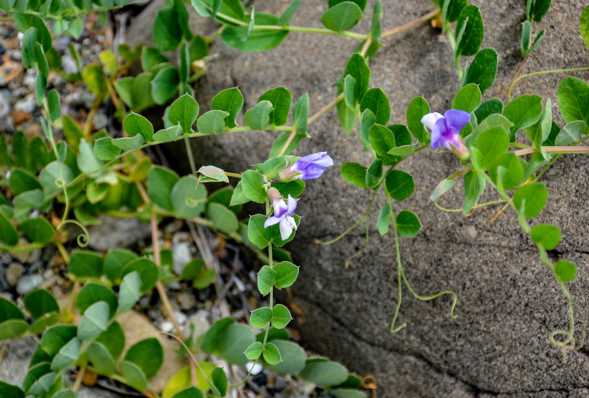 Image of Lathyrus japonicus specimen.