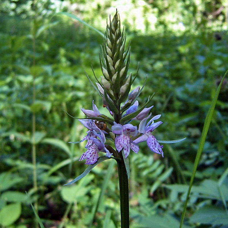 Изображение особи Dactylorhiza fuchsii.