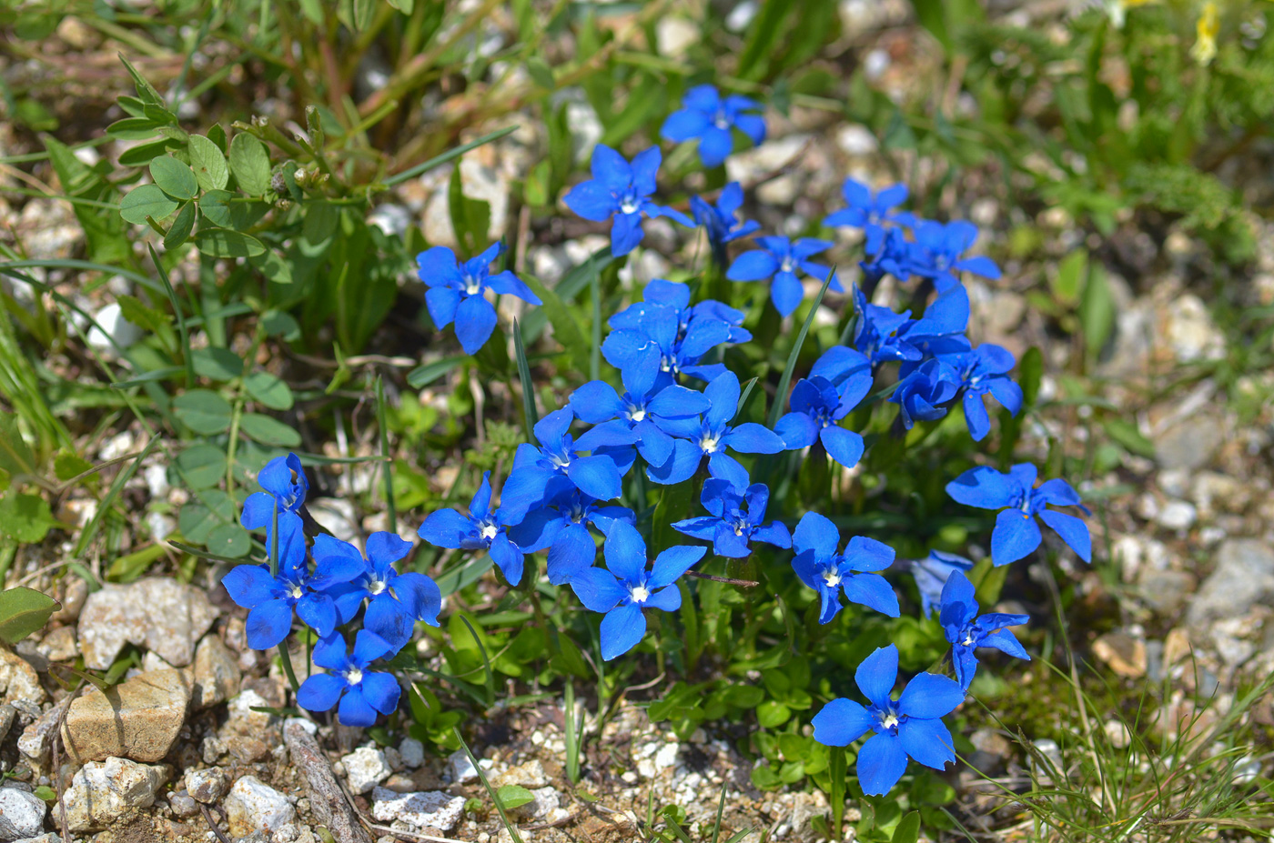 Изображение особи Gentiana angulosa.