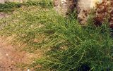 Artemisia dracunculus. Цветущее растение. Ростовская обл., Октябрьский р-н, п. Персиановка, во дворе. Лето 2004 г.