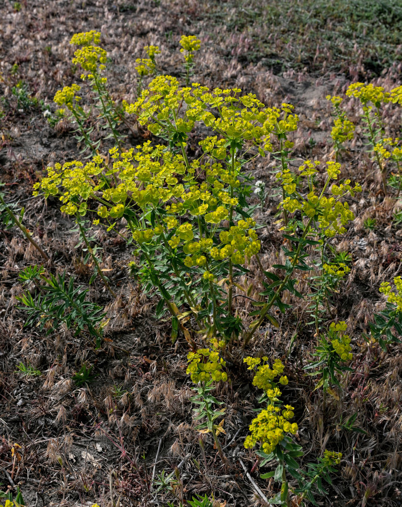 Image of Euphorbia iberica specimen.