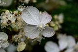 Hydrangea paniculata. Краевой цветок. Курильские о-ва, о-в Кунашир, склон вулкана Головнина, ≈ 400 м н.у.м., заросли кустарников. 20.08.2022.