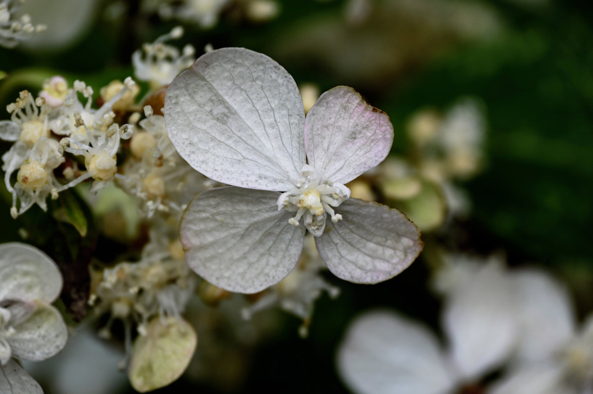 Image of Hydrangea paniculata specimen.