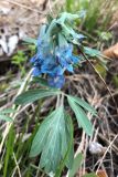 Corydalis turtschaninovii