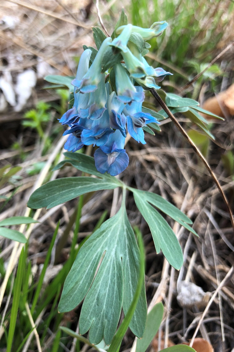 Изображение особи Corydalis turtschaninovii.