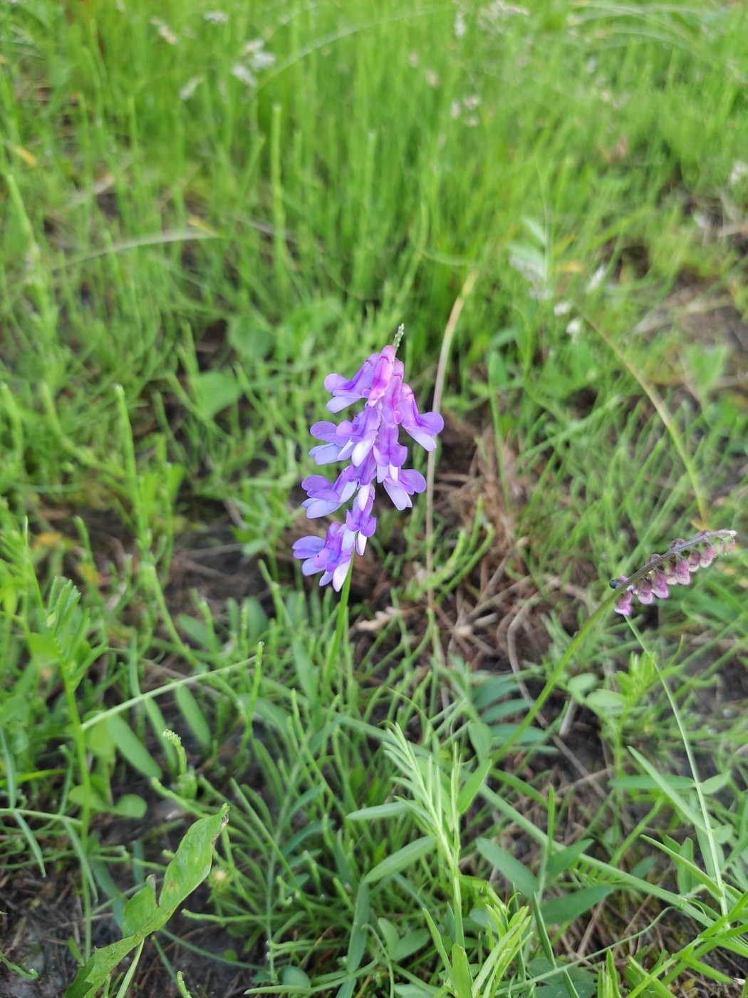 Image of genus Vicia specimen.