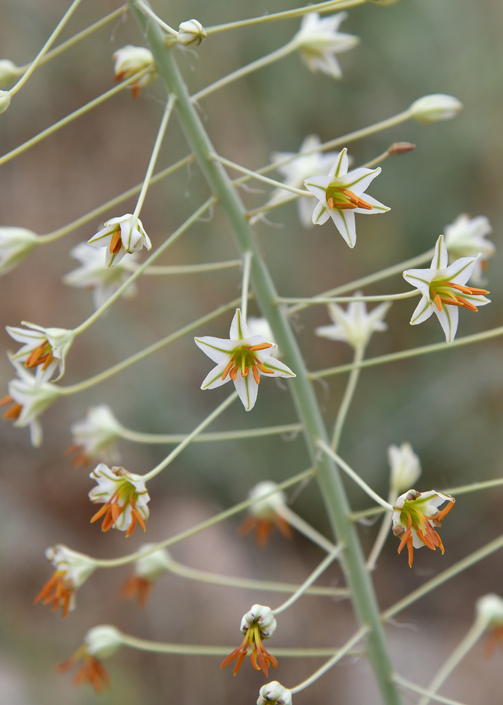 Image of Eremurus soogdianus specimen.