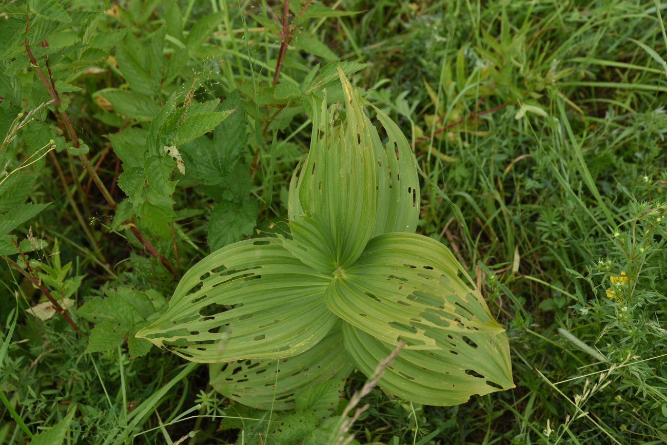 Image of Veratrum lobelianum specimen.