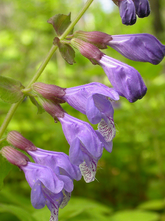 Image of Meehania urticifolia specimen.