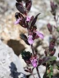 Teucrium chamaedrys