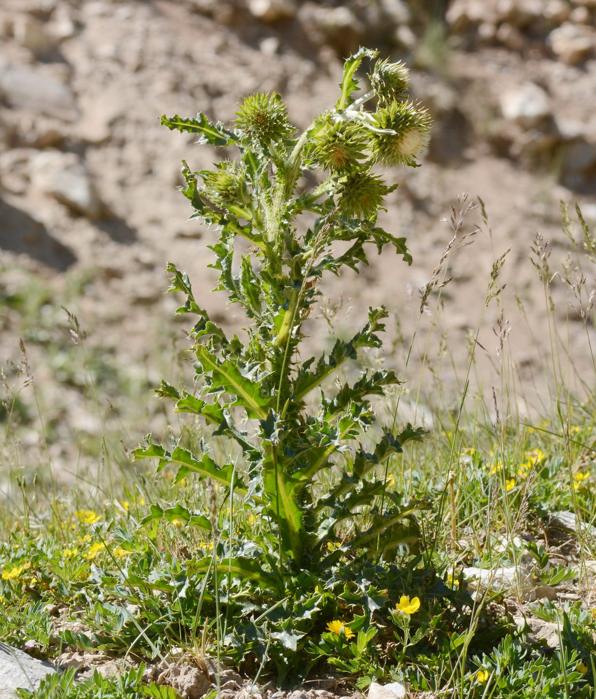 Изображение особи Carduus coloratus.