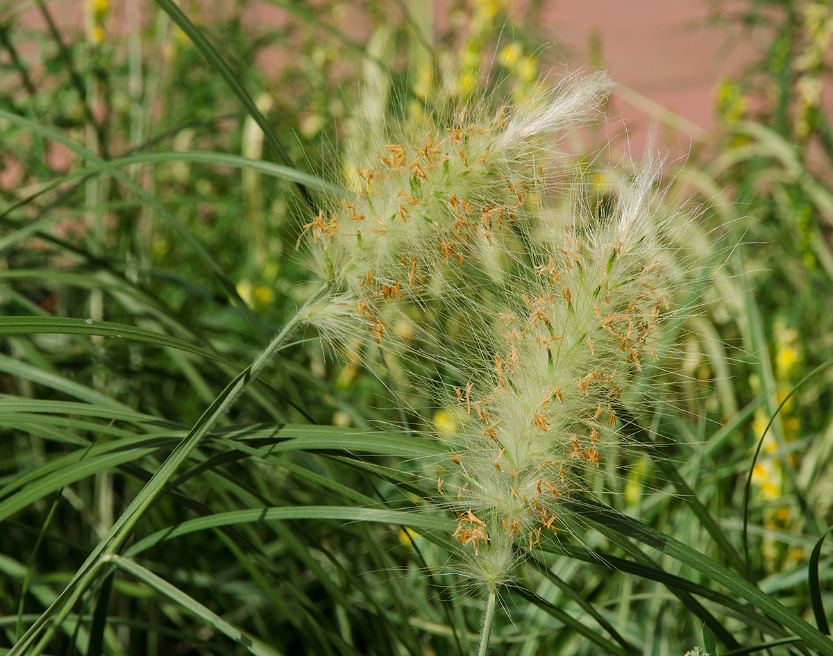 Изображение особи Pennisetum alopecuroides.