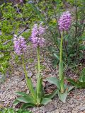 Orchis simia. Цветущие растения. Краснодарский край, м/о Анапа, окр. пос. Бол. Утриш, пушистодубово-можжевеловое редколесье. 19 апреля 2007 г.