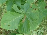 Quercus mongolica