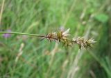 Carex spicata