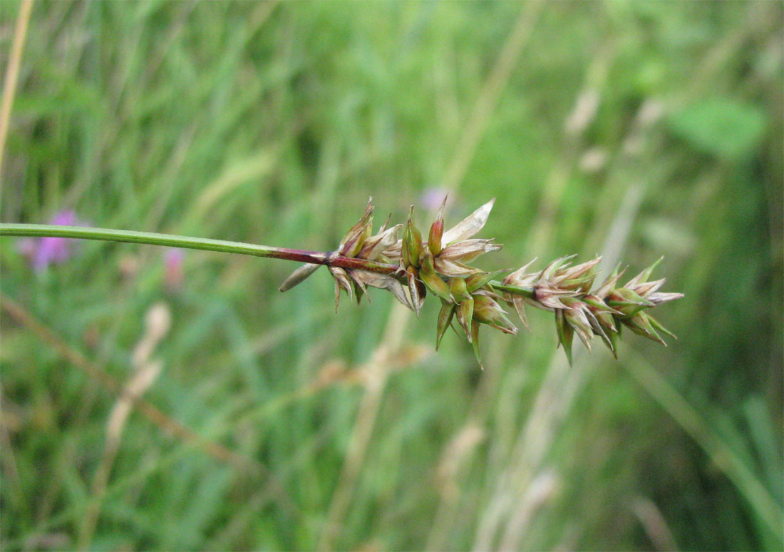 Изображение особи Carex spicata.