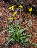 Scorzonera radiata. Цветущее растение. Красноярский край, Берёзовский р-н, национальный парк \"Красноярские Столбы\", Центральные Столбы, опушка смешанного леса. 05.06.2022.