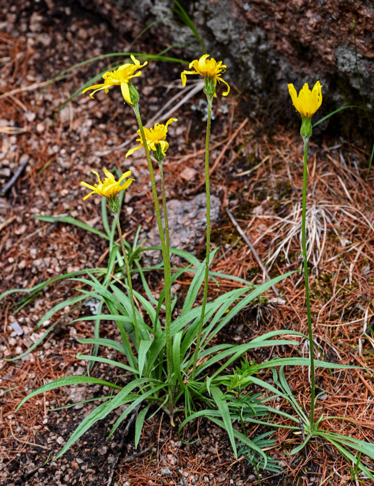 Image of Scorzonera radiata specimen.