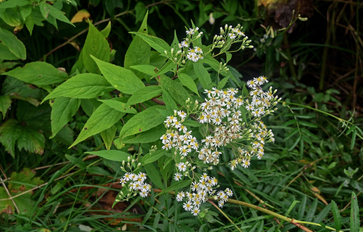 Image of Aster glehnii specimen.