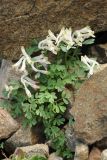 Corydalis inconspicua. Цветущее растение. Казахстан, Тянь-Шань, хр. Заилийский Алатау, ущ. Малое Алматинское, ~3100 м н.у.м., осыпь из крупнообломочных камней. 22.07.2023.